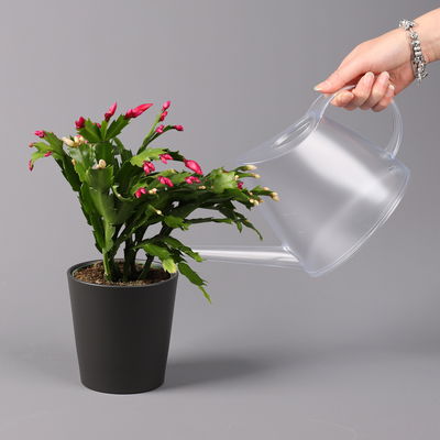 Weihnachtskaktus 'Duo', 2 Farben, Übertopf anthrazit, Topf-Ø 12 cm, 2 Pflanzen