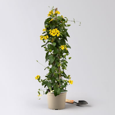 Schwarzäugige Susanne, Pyramide, Farbe zufällig, Topf-Ø 21cm