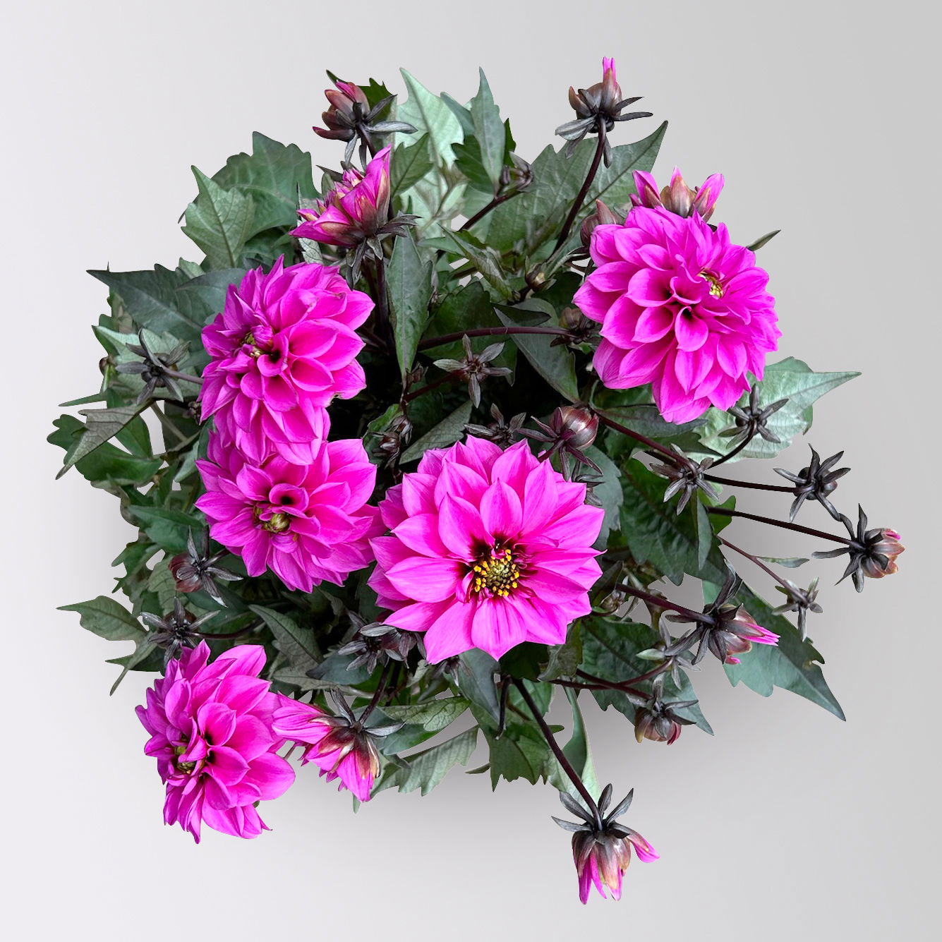 Dahlie, pink, dunkellaubig, Topf-Ø 19 cm, 2 Pflanzen