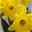 Narzisse 'Carlton' gelb, vorgetrieben, Topf-Ø 12 cm, 6er-Set