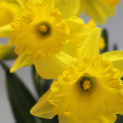 Narzisse 'Carlton' gelb, großblütig, vorgetrieben, Topf-Ø 12 cm, 6 Pflanzen