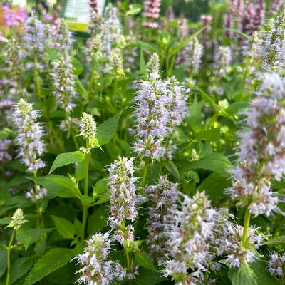 Bio Duftnessel 'Blue Fortune', violett, Topf 11x11 cm, 3 Pflanzen Bio Duftnessel 'Blue Fortune', violett, Topf 11x11 cm, 3 Pflanzen