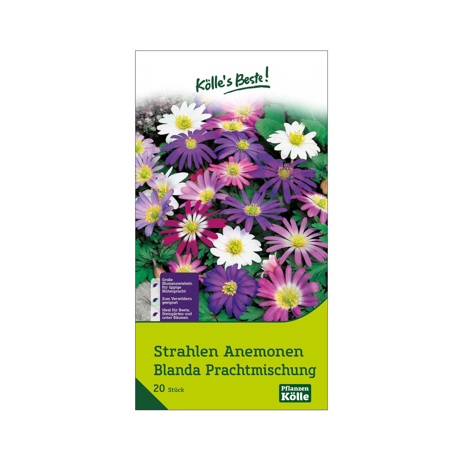 Strahlen-Anemonen Blanda, Größe 5+, 20 Blumenzwiebeln