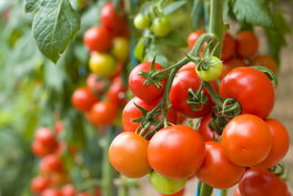 Tomaten Tomaten