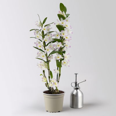 Dendrobium, lila, Topf-Ø 12 cm, Höhe ca. 50-60 cm