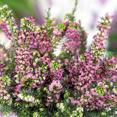 Winterheide, rosa, Topf-Ø 13 cm, 6 Pflanzen