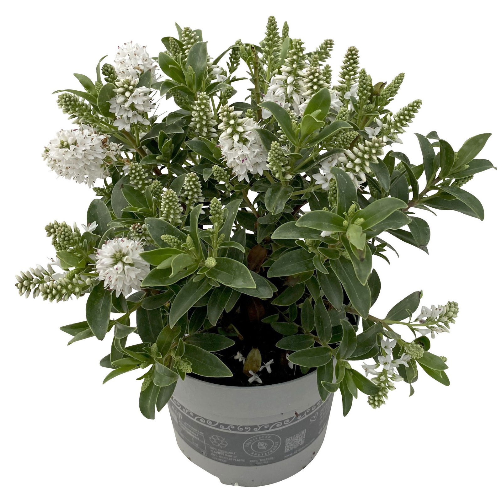 Hebe 'All Blooms®' weiß, Topf-Ø 12 cm, 3er-Set