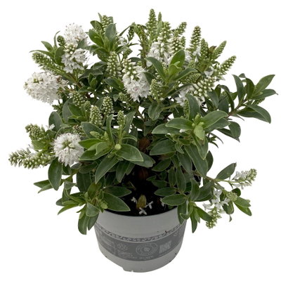 Hebe 'All Blooms®', weiß, Topf-Ø 12 cm, 3 Pflanzen Hebe 'All Blooms®', weiß, Topf-Ø 12 cm, 3 Pflanzen