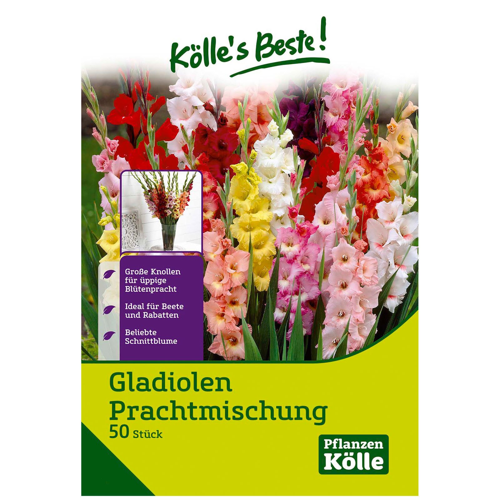 Gladiolen Prachtmischung, 50 Blumenknollen