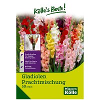 Gladiolen Prachtmischung, 50 Blumenknollen
