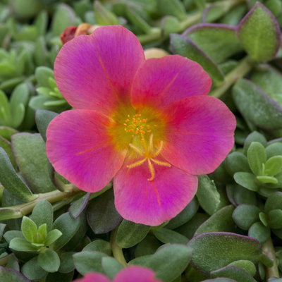 Portulakröschen, pink, Topf-Ø 12 cm, 6 Pflanzen Portulakröschen, pink, Topf-Ø 12 cm, 6 Pflanzen