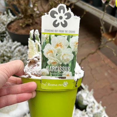 Narzisse 'Bridal Crown' , winterweiß, vorgetrieben, Topf-Ø 12 cm, 6 Pflanzen Narzisse 'Bridal Crown' , winterweiß, vorgetrieben, Topf-Ø 12 cm, 6 Pflanzen