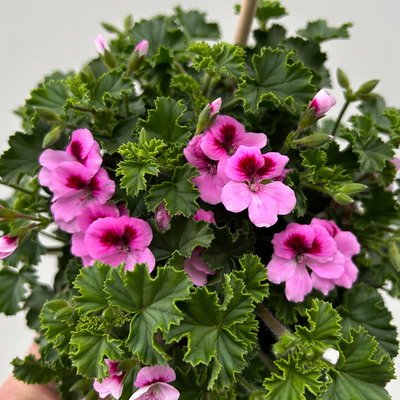 Duftgeranie 'Angel Aroma®Daisy®',  rosa-pink, Topf-Ø 12 cm, 6 Pflanzen