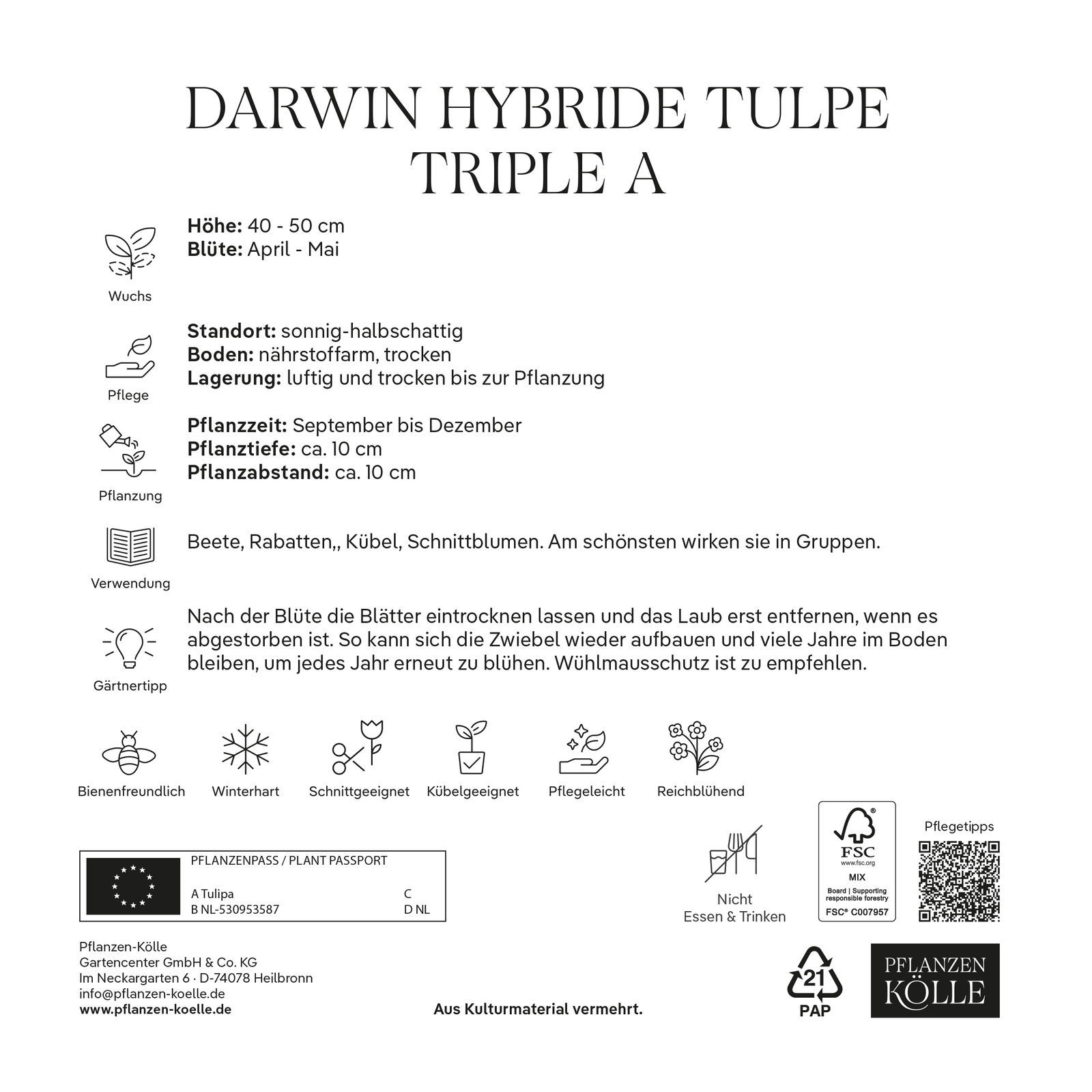 Darwin-Tulpe XXL 'Triple A®', orangerot, 7 Blumenzwiebeln