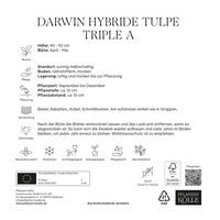 Darwin-Tulpe XXL 'Triple A®', orangerot, 7 Blumenzwiebeln