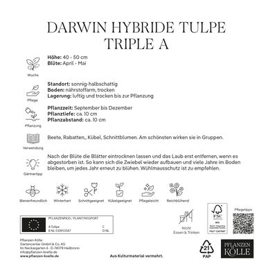 Kölles Beste Darwin-Tulpe XXL 'Triple A®', orange, 7 Blumenzwiebeln Kölles Beste Darwin-Tulpe XXL 'Triple A®', orange, 7 Blumenzwiebeln