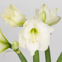 5 weiße Amaryllis 'White Sensation'