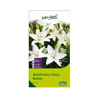 Asiatische Pot-Lilie 'Belem', weiß, Größe 14/16, 2 Blumenknollen