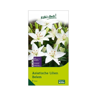 Asiatische Pot-Lilie 'Belem', weiß, Größe 14/16, 2 Blumenknollen Asiatische Pot-Lilie 'Belem', weiß, Größe 14/16, 2 Blumenknollen