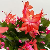 Weihnachtskaktus, rot, Topf-Ø 12 cm, 3 Pflanzen Weihnachtskaktus, rot, Topf-Ø 12 cm, 3 Pflanzen