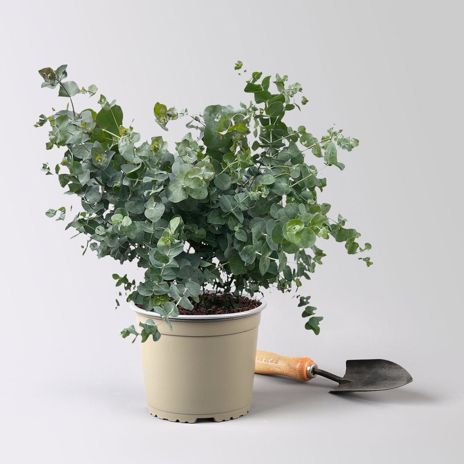 Eukalyptus 'Silver Dollar', Topf-Ø 17 cm, 2 Pflanzen