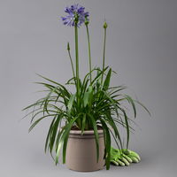 Agapanthus 'Bluety®' blau, Topf-Ø 24 cm