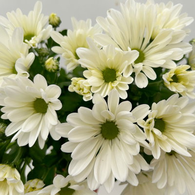 Chrysanthemen, weiß, Topf-Ø 12 cm, 6 Pflanzen Chrysanthemen, weiß, Topf-Ø 12 cm, 6 Pflanzen