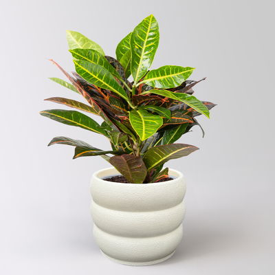 Wunderstrauch 'Petra', Topf -Ø 17 cm, Höhe ca. 40 cm, inkl. Übertopf Byron