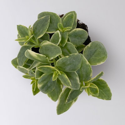 Eiskraut, Blüte rot, Blätter grün-weiß, Topf -Ø 13 cm, 6 Pflanzen Eiskraut, Blüte rot, Blätter grün-weiß, Topf -Ø 13 cm, 6 Pflanzen