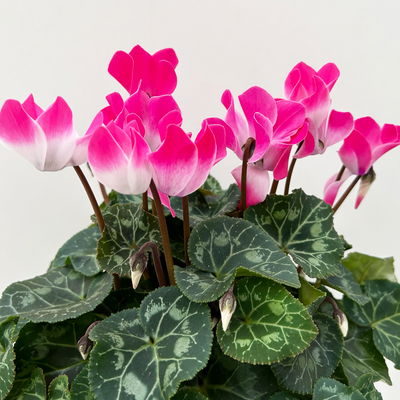 Alpenveilchen 'Meine Beste', rosa-weiß, Topf-Ø 13 cm, 3 Pflanzen Alpenveilchen 'Meine Beste', rosa-weiß, Topf-Ø 13 cm, 3 Pflanzen