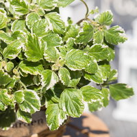 Pflanzenkreation Schatten-Leuchten, groß, 12 Pflanzen inkl. Erde und Dünger