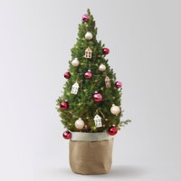 Weihnachtsbäumchen inkl. Deko, beere-rot, Höhe ca. 80 cm, Topf-Ø 25 cm