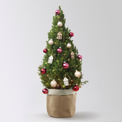 Weihnachtsbäumchen inkl. Deko, beere-rot, Höhe ca. 80 cm, Topf-Ø 25 cm
