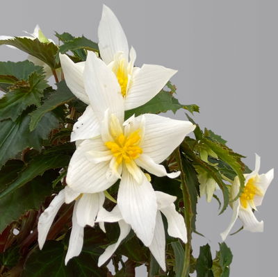 Begonie 'SUMMERWINGS™ White' weiß, Topf-Ø 13 cm, 6er-Set Begonie 'SUMMERWINGS™ White' weiß, Topf-Ø 13 cm, 6er-Set