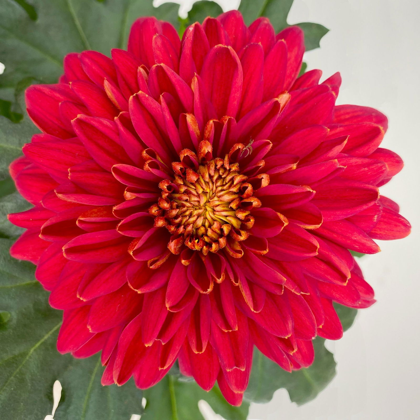 Chrysantheme 'Zembla Next Red' rot, großblumig, Topf-Ø 13 cm, 6er-Set