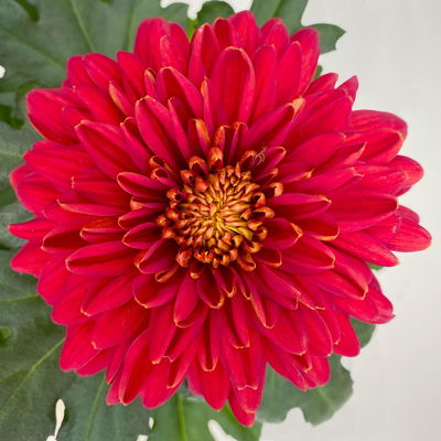 Chrysantheme 'Zembla Next Red', rot, großblumig, Topf-Ø 13 cm, 6 Pflanzen