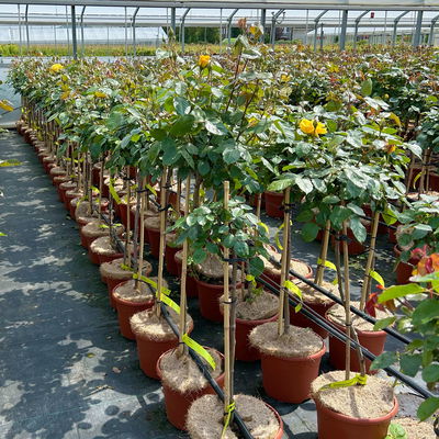 Stammrose 'Westart®', Beetrose, Stammhöhe 60cm im 7,5 Liter Topf