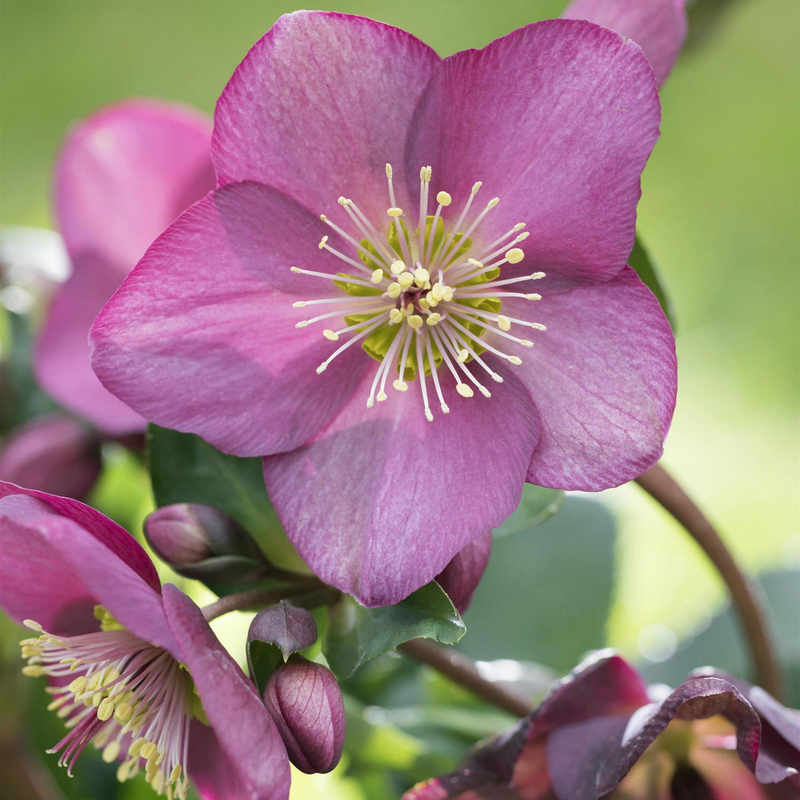 Christrose-pink-stauden-gartenpflanzen-pflanzen