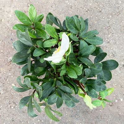 Christrose 'Christmas Carol' weiß, Topf-Ø 12 cm, 3er-Set Christrose 'Christmas Carol' weiß, Topf-Ø 12 cm, 3er-Set