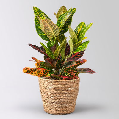 Wunderstrauch 'Excellent', inkl. Korb Osaka Topf -Ø 17 cm Wunderstrauch 'Excellent', inkl. Korb Osaka Topf -Ø 17 cm