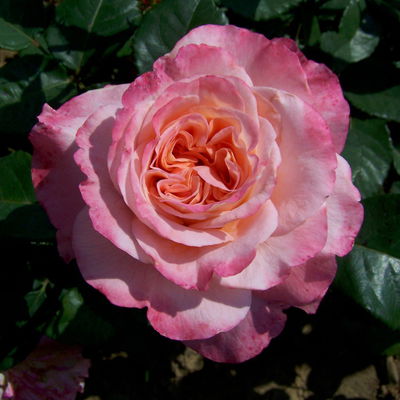 Edelrose 'Augusta Luise®', rose - aprikot, Topf 5 Liter, 4er Set Edelrose 'Augusta Luise®', rose - aprikot, Topf 5 Liter, 4er Set
