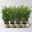 Buchsbaum, Buxus sempervirens, 10 bis 15 cm hoch, Topf 9 cm Ø, 9er Set