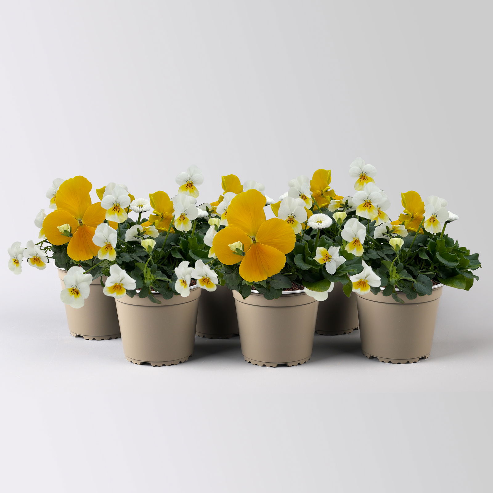 Frühlingmix, gelb, Topf-Ø 13 cm, 6 Pflanzen