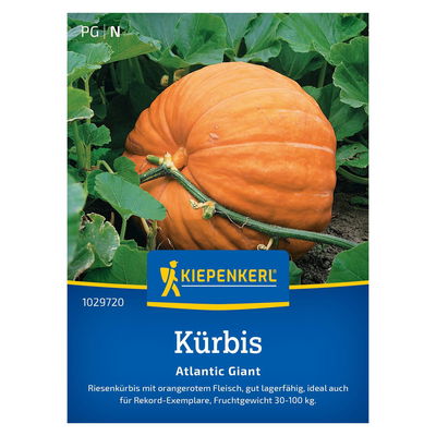 Saatgut Kürbis 'Atlantic Giant' Saatgut Kürbis 'Atlantic Giant'
