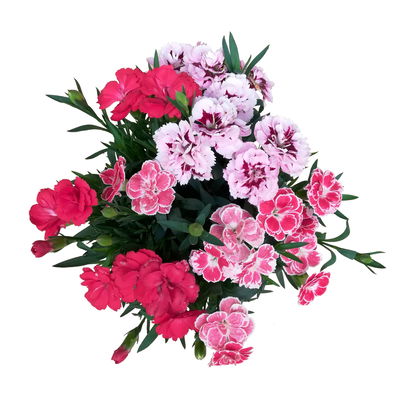 Dianthus 'Trio', rot-rosa-weiß, Topf -Ø 13 cm, 6 Pflanzen