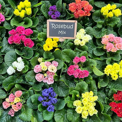 Primel 'Rosebud', Farben zufällig, crocusblütig, Topf-Ø 11 cm, 8 Pflanzen