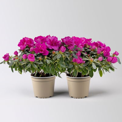 Azalee Hortinno® 'Lady Violet®' lila, Topf-Ø 13 cm, Höhe ca. 25 cm, 2 Pflanzen Azalee Hortinno® 'Lady Violet®' lila, Topf-Ø 13 cm, Höhe ca. 25 cm, 2 Pflanzen