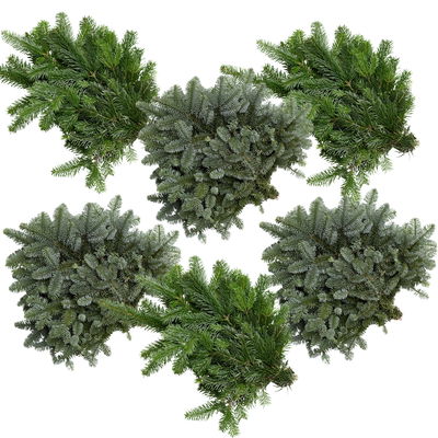 Nordmann- und Nobiliszweige im Handbund je ca. 500 g, 6 Bund Nordmann- und Nobiliszweige im Handbund je ca. 500 g, 6 Bund