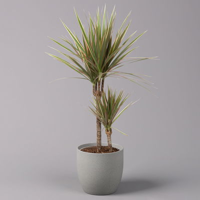 Gerandeter Drachenbaum 'Bicolor', Topf-Ø 17 cm, Höhe ca. 70 cm