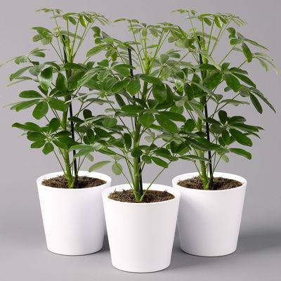 Strahlenaralie 'Nora' inkl. Übertopf Dallas weiß, Topf-Ø 13 cm, 3er-Set